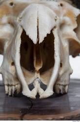 Photo Textures of Mouflon Skull 